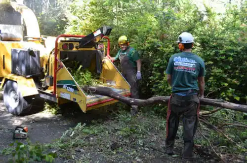 tree services Palm Beach Gardens